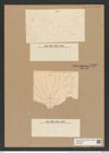 Chaetoceros atlanticus Cleve (de-Toni-Nr.: Genus 149, Species 4124) Zeichnungen Sammlung Grunow Nr. 7669 (NHMW-BOT-W0376862)